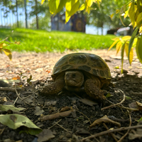 Join my Live Group "Lilbabidraco's Group", ONLY valid for 24h. - Fambase